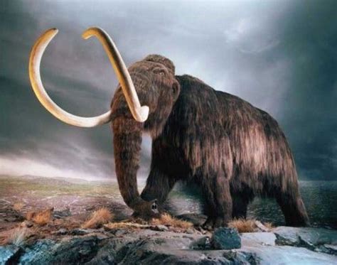 Woolly Mammoth Facts Woolly Mammoth Habitat And Diet Woolly Mammoth