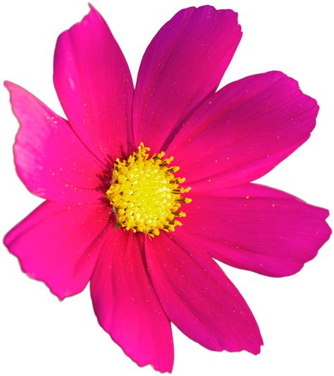 1000 무료 코스모스 꽃 And 코스모스 이미지 Pixabay