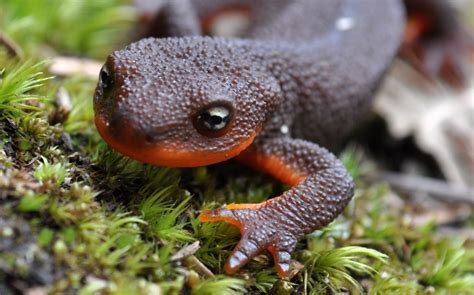 Media in category salamanders in art. Salamander HD Wallpapers
