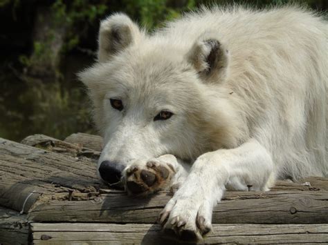 Arctic Wolf Experience Animal Experiences At Wingham Wildlife Park In