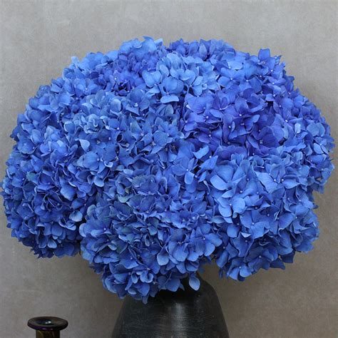 10 Blue Hydrangea Nova Blooms Uk