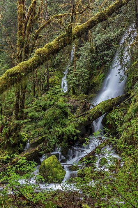Merriman Falls In The Olympic National Photograph By Chuck Haney Fine