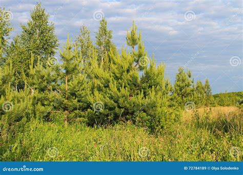 Landscape With Young Pine Trees Stock Image Image Of Green Park