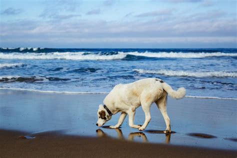 Perro Corriendo a Lo Largo De La Playa De Arena Foto de archivo Imagen de océano cubo