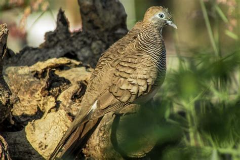 Perkutut Jawa, Burung dengan Keunikan Katurangga - Mongabay.co.id