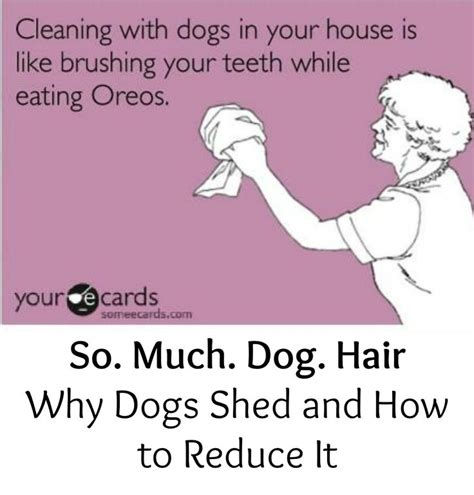 Somuchdoghair Why Dogs Shed And How To Reduce It The How To
