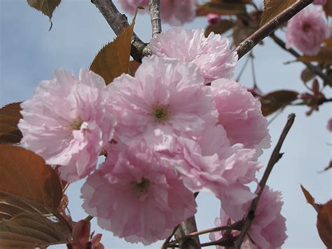 Flowering cherry trees hardiness zone 4. Japanese Flowering Cherry (Prunus serrulata) in Richmond ...