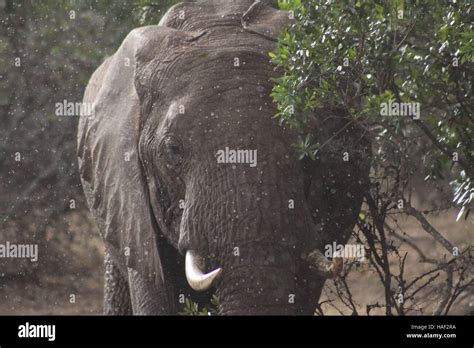 African Elephant In Rain Stock Photo Alamy