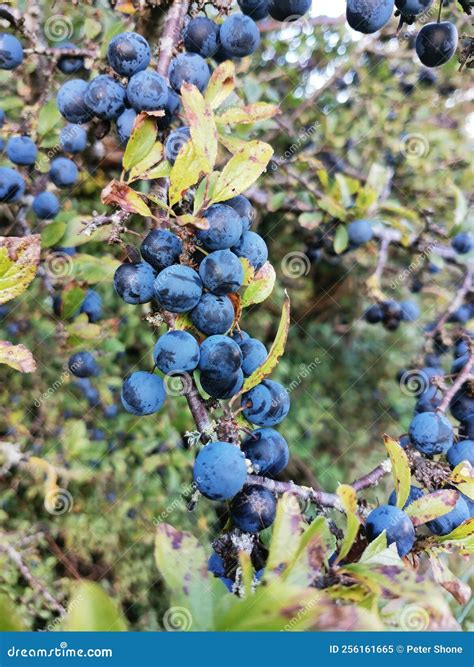 Sloe Berry Fruit Blackthorn Bush Gin Stock Image Image Of Distilling