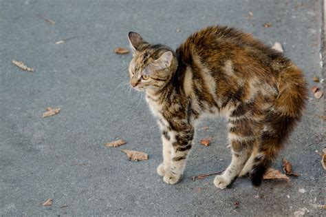 Die tiere merken manchmal auch, wenn etwas bei ihren menschen nicht stimmt. Der Katzenbuckel - Was hat es damit auf sich? - Smart-Animals