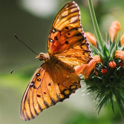 Gulf Fritillary Butterfly Insect Free Photo On Pixabay Pixabay