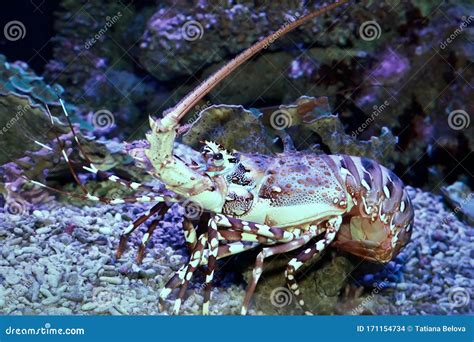Caribbean Spiny Lobster Panulirus Argus Stock Photo Image Of