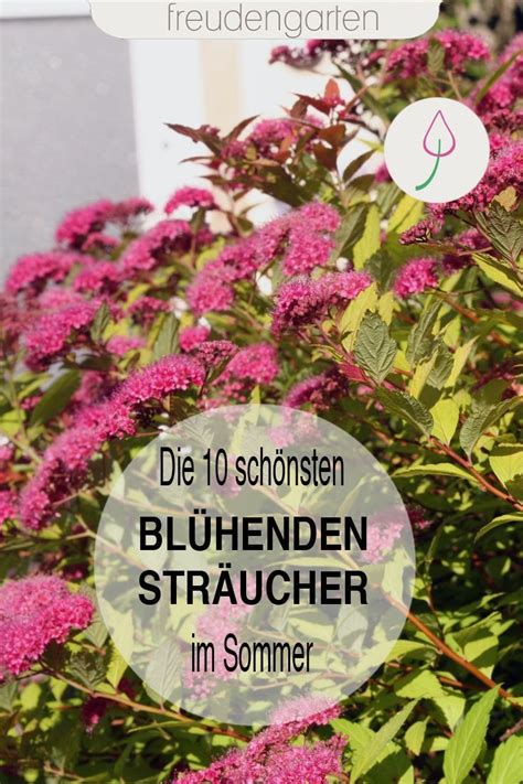 Check spelling or type a new query. Dauerblühende Sträucher für den Sommer. Wir stellen die 10 ...