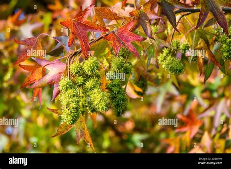 Closeup Of American Sweet Gum Tree Turning Colors In The Fall Spiky