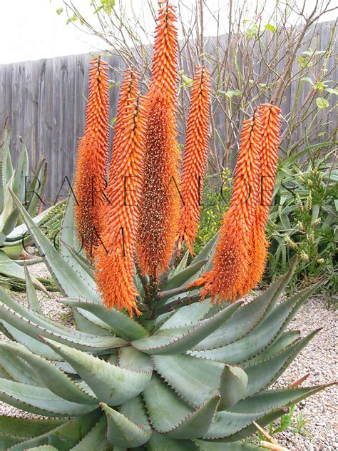 Do you maybe have a sandy patch or an arid planter that you're hoping to add to? Aloe ferox large gray leaves, salmon-colored spikes fast ...
