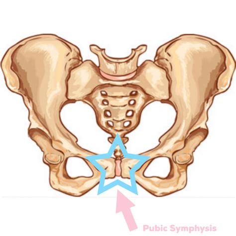 Pubic Symphysis Pain What Is It And How Can You Get Relief Health U