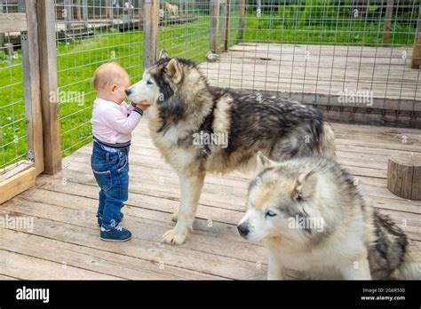 Child Playing With Husky Dog Puppies In Finland In Lapland In Winter