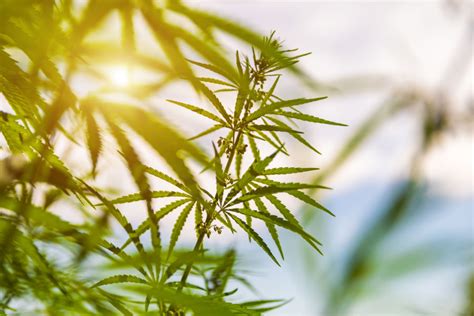 hemp 101 everything you want to know about hemp
