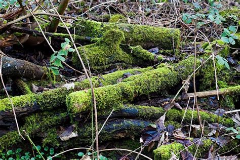 Green Moss Growing On A Fallen Tree Logs Stock Photo Image Of Group