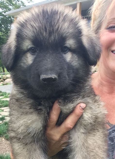 Shiloh Shepherd Puppies For Sale