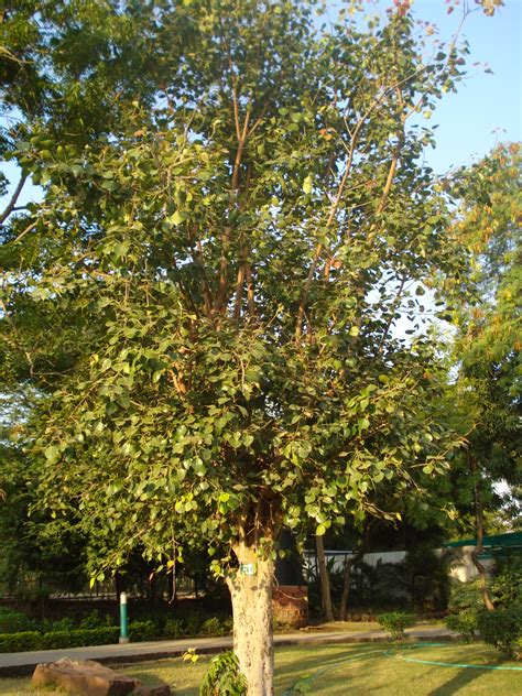 Filepipal Tree Wikimedia Commons