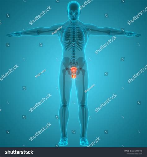 male reproductive system anatomy 3d stock illustration 2212558441 shutterstock
