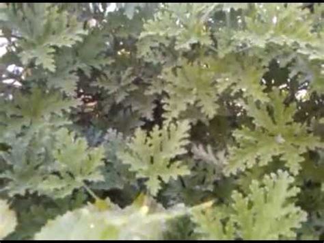 Some suggest planting the citronella plant next to your patio to keep mosquitoes away. Citronella Mosquito plant - YouTube