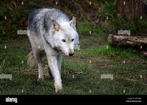 Alpha Female Hi Res Stock Photography And Images Alamy