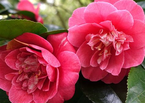 Outdoor Plant Of The Month Camellias Aylett Nurseries Visit