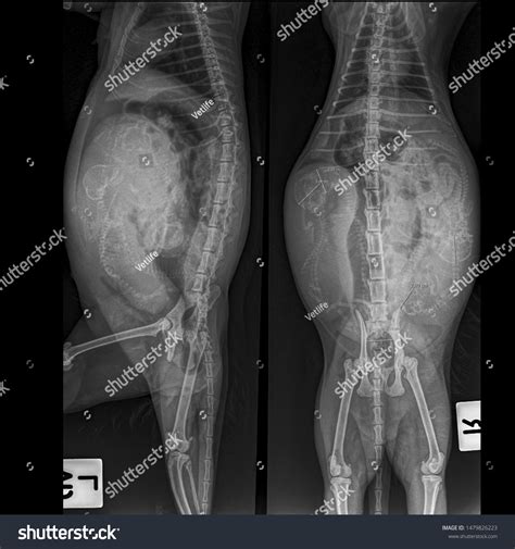 X Ray Pregnant Dog Fetal Bone Stock Photo 1479826223 Shutterstock