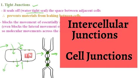 Check spelling or type a new query. Intercellular Junctions - Cell Junctions - YouTube