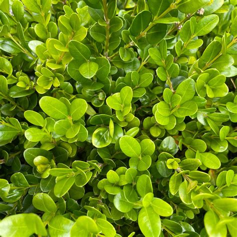 Buxus Microphylla Faulkner Fletcher And Co Nursery