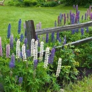 Choosing the container's size and weight. Growing Lupine | ThriftyFun