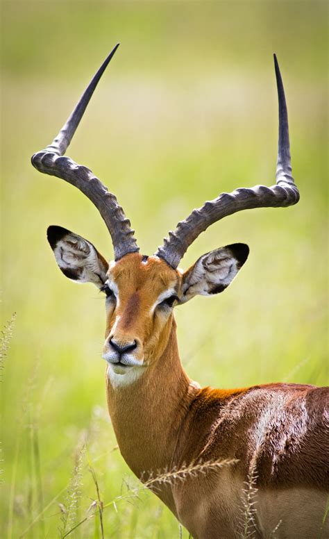 African Antelope Species African Antelope List African Animals For