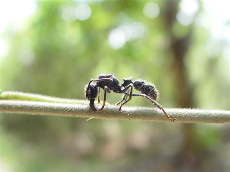 Filebullet Ant Wikimedia Commons