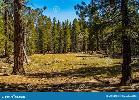 Pine Forest Meadow Stock Image Image Of Jacinto Environment 60854623