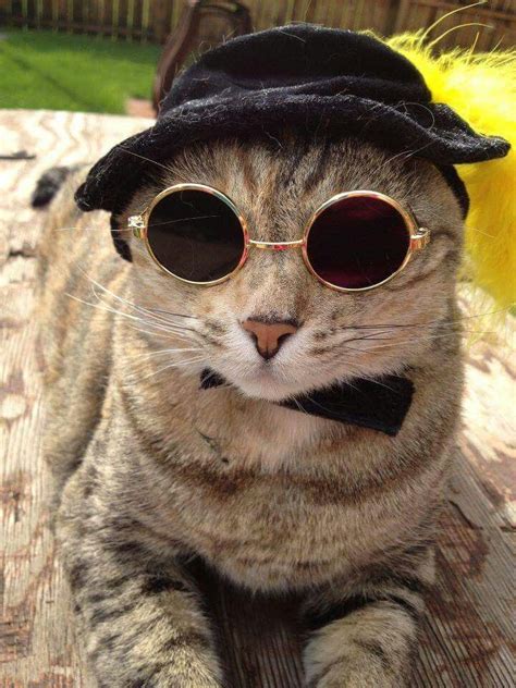 Cat With Sunglasses And Hat For Lots Profile Image Archive