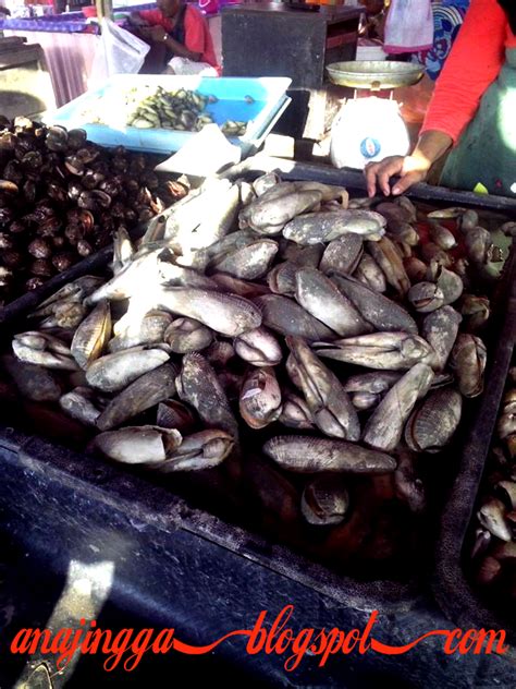 Ikan laut jenis ini mampu berenang kencang hingga menempuh kecepatan maksimal di titik sekitar 110 kilometer per jam. Macam-macam Siput - anajingga