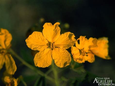 Free shipping for many items! Plants of Texas Rangelands » Twinleaf senna, Twoleaf senna