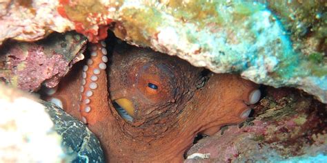 Octopuses Take Ecstasy For Science And Become More Social Creatures