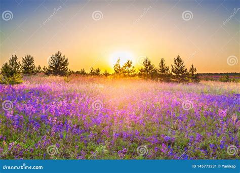 Spring Landscape With Flowering Purple Flowers On Meadow Stock Image