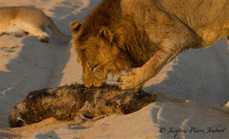 Hannah perez vs keri spectrum headscissor fight. Remarkable Clash Between Lion and Wild Dog… | Discover ...