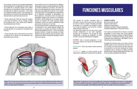 Manual De Fuerza Anatomia Y Entrenamiento Completo Con Dibujos