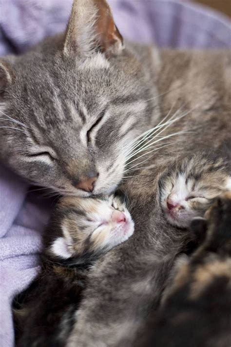 Mama And Newborns Kittens Cutest Beautiful Cats Cats