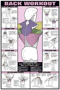 Gallery Of Shoulder Workout Professional Fitness Instructional Wall