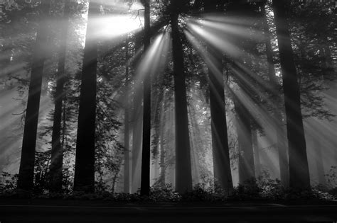 Photography Nature Black Forest Sun Rays Dark Plants Trees