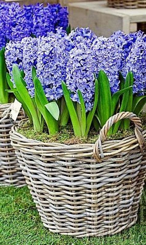 Hyacinth An Amazing Plant For Garden And Flower Pot My Desired Home