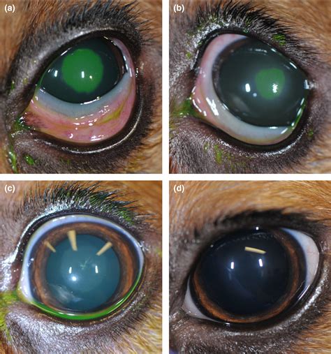 Effects Of Topical Hyaluronic Acid On Corneal Wound Healing In Dogs A