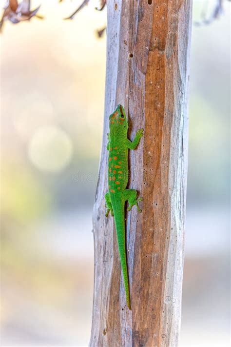 Phelsuma Grandis Day Gecko Antsiranana Madagascar Wildlife Stock