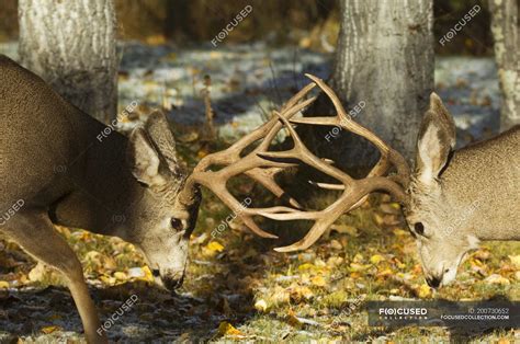 Two Mule Deer Fighting In Bright Sunlight — Waterton Animals Stock